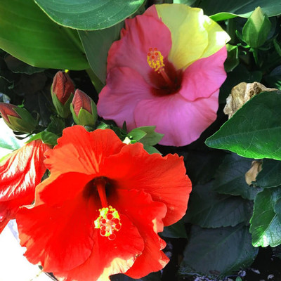 Bakuchi Hibiscus Plant(Hybrid, Pack of 1)