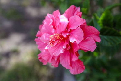 Bakuchi Hibiscus Plant(Hybrid, Pack of 1)