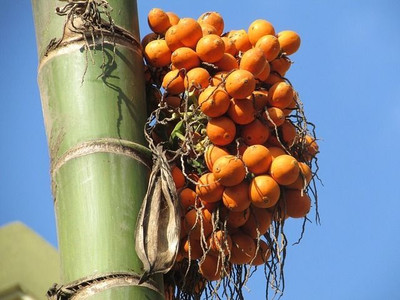 Corofitam Betel Nut/Supari Plant(Hybrid, Pack of 1)