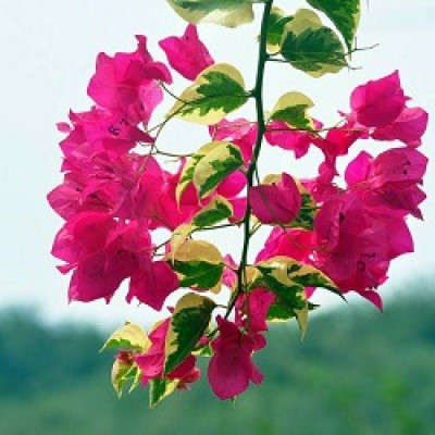 AFARTIOBINA Bougainvillea Plant(Hybrid, Pack of 1)