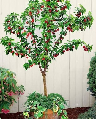 LeafLinks Cherry Fruit Plant(Hybrid, Pack of 1)