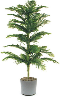 Cloud Farm Christina tree(Hybrid, Pack of 1)
