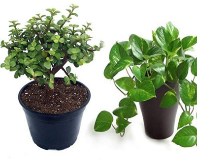 Mohomaya Money Plant(Hybrid, Pack of 2)