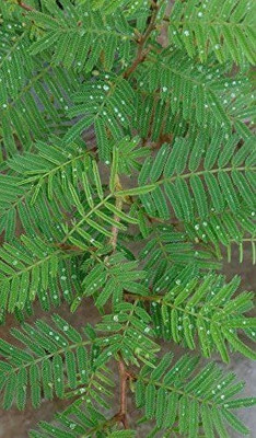 MAITRA AND SONS Shami/Jand Plant(Hybrid, Pack of 1)