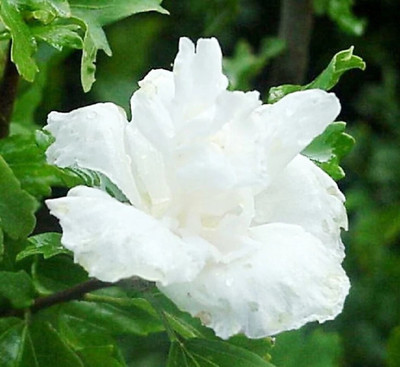 BALUBITA Hibiscus Plant(Hybrid, Pack of 1)