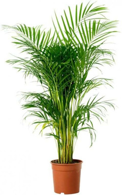 Cloud Farm Areca Palm(Hybrid, Pack of 1)