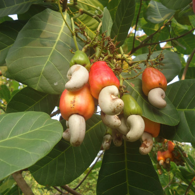 Bakuchi Cashew Apple Plant(Hybrid, Pack of 1)