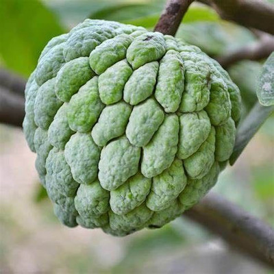 rimi Custard Apple Plant(Hybrid, Pack of 1)