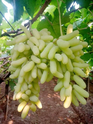 PLANTTOOZS Grapes Plant(Hybrid, Pack of 1)