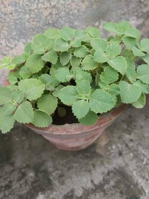 Bakuchi Ajwain Plant(Hybrid, Pack of 1)