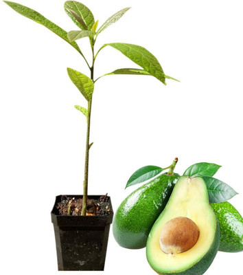 Bakuchi Avocado Plant(Hybrid, Pack of 1)