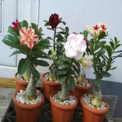 PB honey priya plant Adenium Plant(Hybrid, Pack of 1)