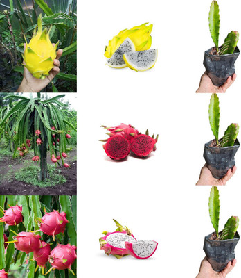 rimi Dragon Tree(Hybrid, Pack of 1)