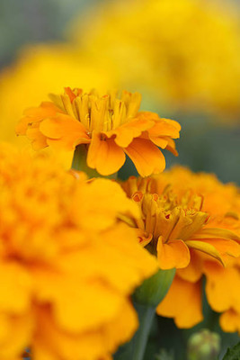AgroAcres marigold/gende ka phool flower seeds Seed(75 per packet)