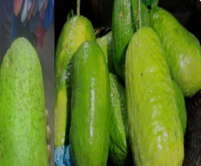 Nurseryfriend Lemon Plant(Hybrid, Pack of 1)