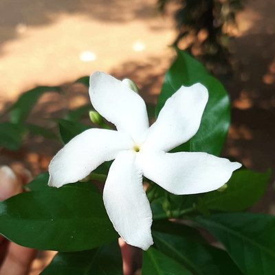 the green dotcom Jasmine Plant(Hybrid, Pack of 1)