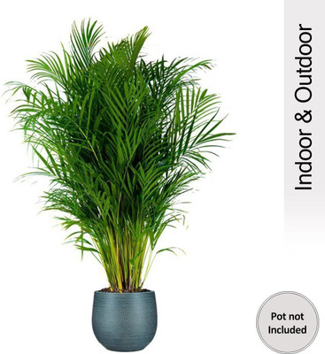 Ecommerce Rally Areca Palm(Hybrid, Pack of 1)