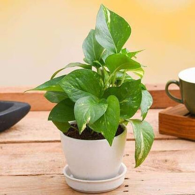 NRDhub Money Plant(Hybrid, Pack of 1)