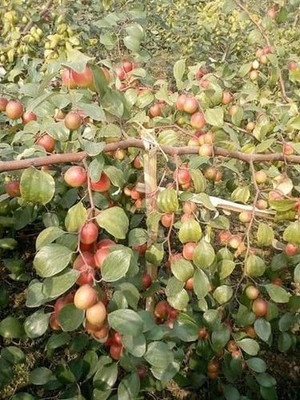 Aquinnah Ber Apple Plant(Hybrid, Pack of 1)