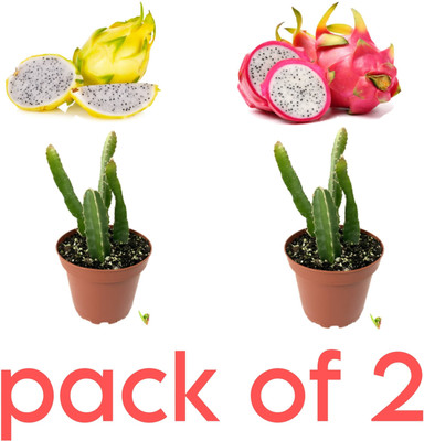 Yashiv Dragon Tree(Hybrid, Pack of 1)