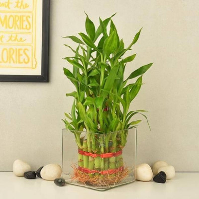 AGRAWBIC Two Layer Bamboo Plant(Hybrid, Pack of 1)