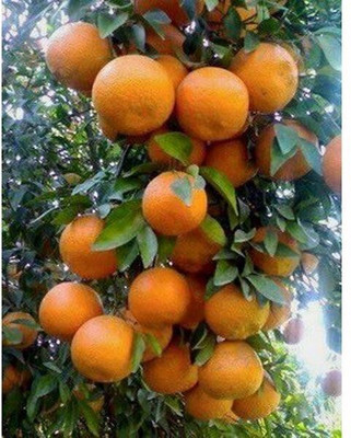 the green dotcom Orange Plant(Hybrid, Pack of 1)