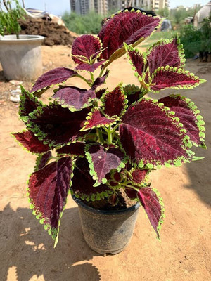 the green dotcom Coleus Plant(Pack of 1)