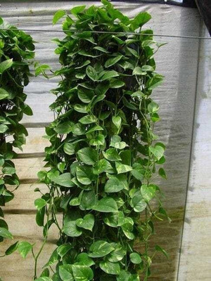 EarthAngel Money Plant(Hybrid, Pack of 1)