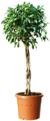 Bakuchi Ficus Plant(Hybrid, Pack of 1)