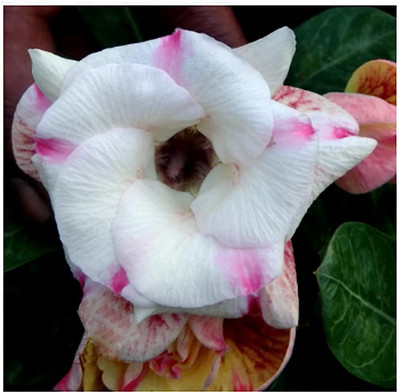 Bakuchi Adenium Plant(Hybrid, Pack of 1)
