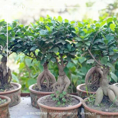 Platone Ficus Plant(Hybrid, Pack of 1)