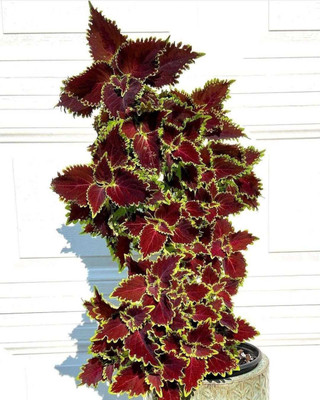 MAITRA AND SONS Coleus Plant(Hybrid, Pack of 1)