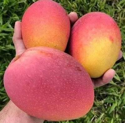 greenhousestore Mango Plant(Hybrid, Pack of 1)