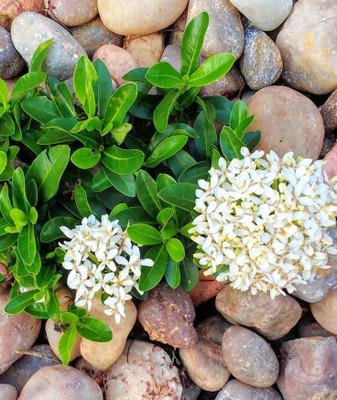 The Entacloo Ixora Plant(Hybrid, Pack of 1)
