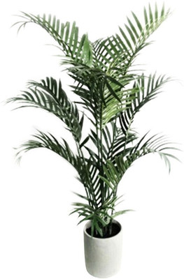 Cloud Farm Areca Plam(Hybrid, Pack of 1)