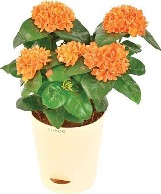 rimi Trothic Ixora/Chethi Plant(Hybrid, Pack of 1)