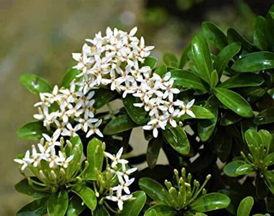 Bakuchi Trothic Ixora/Chethi Plant(Hybrid, Pack of 1)