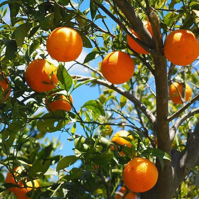 the green dotcom Orange Plant(Hybrid, Pack of 1)