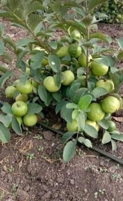 BALA PLANT CREATION Guava Plant(Hybrid, Pack of 1)