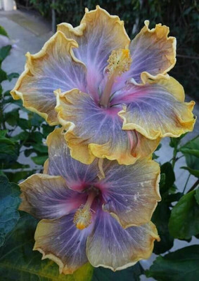Bakuchi Hibiscus Plant(Hybrid, Pack of 1)