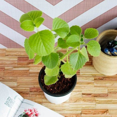 Narumanam Ajwine Plant(Hybrid, Pack of 1)