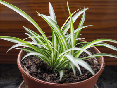Bakuchi Spider Plant(Hybrid, Pack of 1)