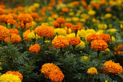 Oliver marigold/gende ka phool flower seeds Seed(25 per packet)