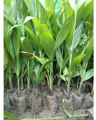 Bakuchi Betel Nut/Supari Plant(Hybrid, Pack of 1)