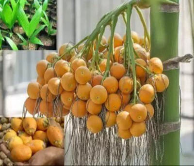 Corofitam Betel Nut/Supari Plant(Hybrid, Pack of 1)