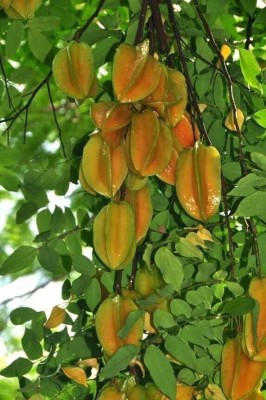 My Dream Nursery Star Fruit Carambola Grafted Plant(Hybrid, Pack of 1)