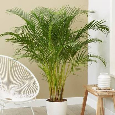 Bakuchi Areca Plam(Hybrid, Pack of 1)
