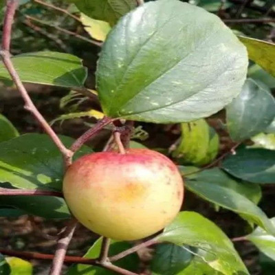 Bakuchi Ber Apple Plant(Hybrid, Pack of 1)