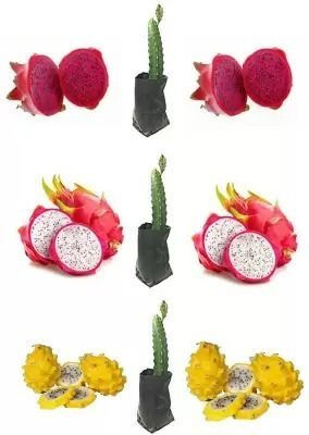 Bakuchi Dragon Tree(Hybrid, Pack of 1)