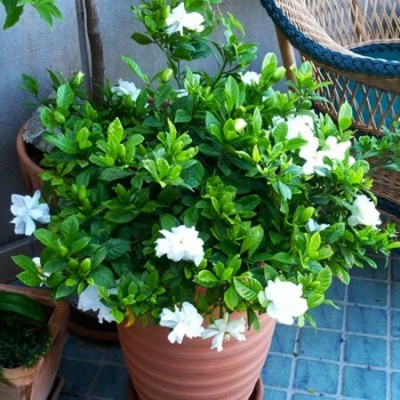 APOSOLUARD Jasmine Plant(Hybrid, Pack of 1)